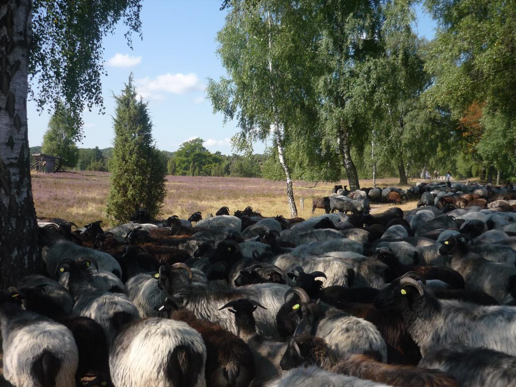 Ferienwohnungen Heideidylle Amelinghausen Ngoại thất bức ảnh
